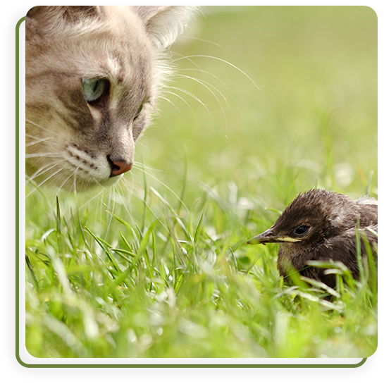 Preventative pet care consultation at Cane Bay Veterinary Clinic in Summerville, SC
