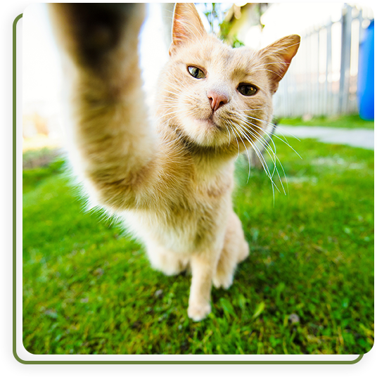 Surgery Vet in Summerville Cane Bay Veterinary Clinic