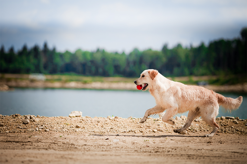 Surgery Vet in Summerville Cane Bay Veterinary Clinic