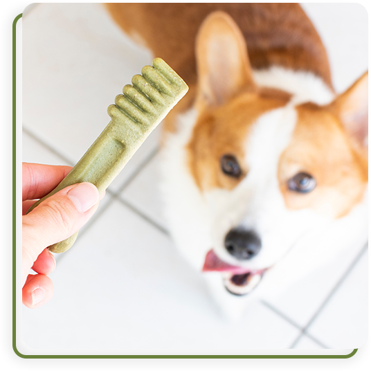 Dental Vet in Summerville Cane Bay Veterinary Clinic