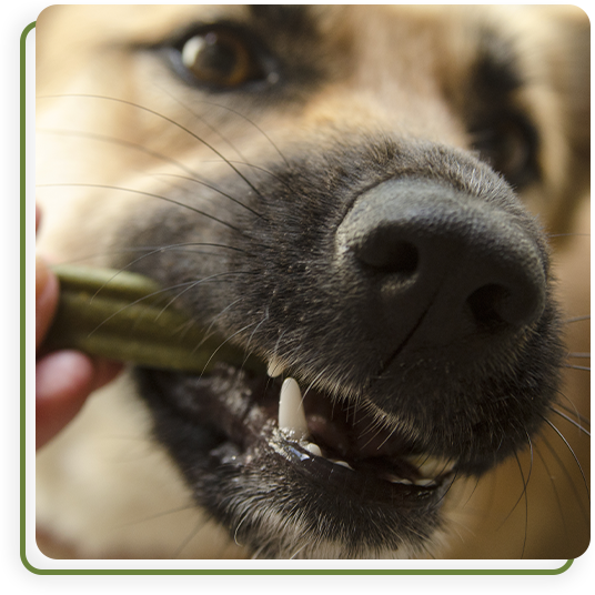 Veterinary dental tools and equipment used for pet teeth cleaning and oral health care
