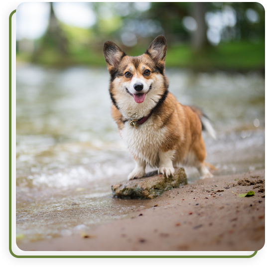 Veterinary team conducting diagnostic screenings to support early detection of pet health conditions
