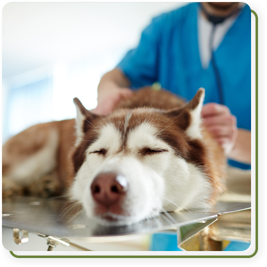 Veterinarian using advanced diagnostic tools to evaluate a pet's health in Summerville, SC
