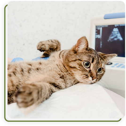 Diagnostics Vet in Summerville Cane Bay Veterinary Clinic