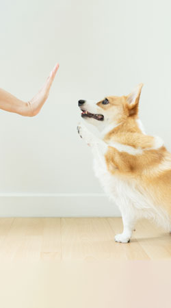 Veterinarian using fear-free methods to gently handle a pet during a wellness visit
