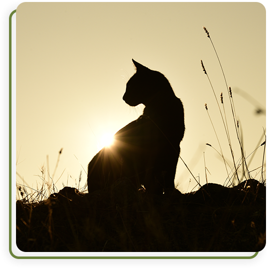 Veterinary hospice and euthanasia care services overview at Cane Bay Vet Clinic
