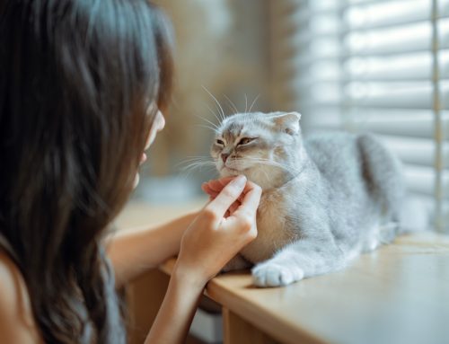 10 Tips for a Happier Cat