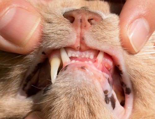 When Your Cat’s Teeth Turn Against Them: Understanding Resorptive Lesions