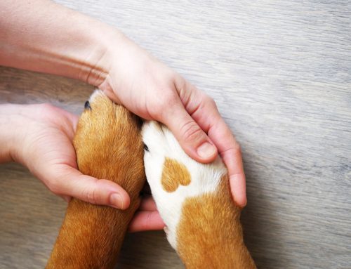 The Hidden Hands of Healing: The Role of the Veterinary Technician