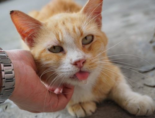 Is Your Cat Drooling? Discover the Causes and Solutions!