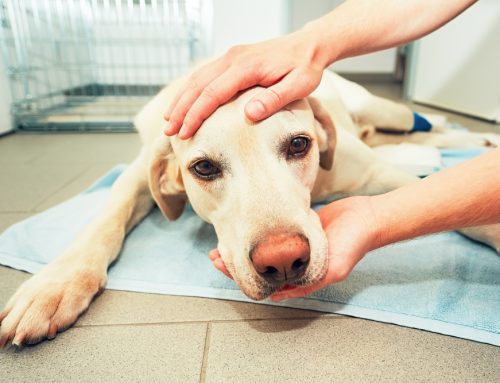 Common Types of Cancer in Pets: Early Signs, Diagnosis, and Treatment