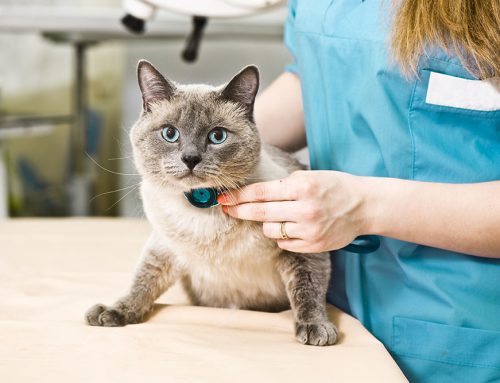 Don’t Wait Until It’s Too Late: Protecting Pets From Preventable Diseases