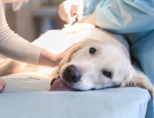 Pet Surgery 101: What to Expect and How to Prepare