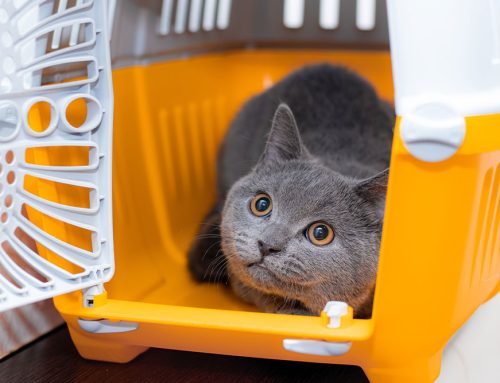 Diseases Your Pet Could Pick Up While Traveling