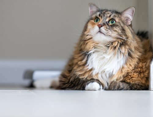 How to Recognize and Treat Chronic Pain in Senior Pets