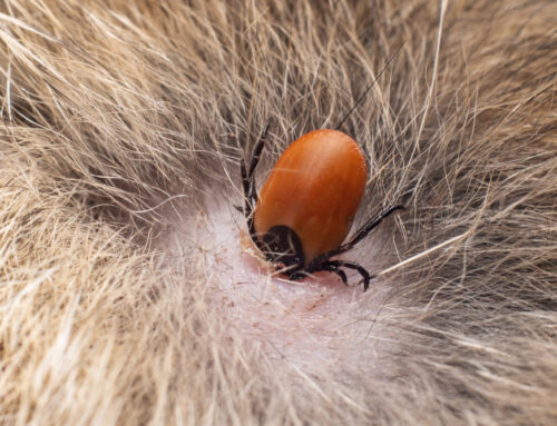 Parasites to Watch for in Pets: Prevention and Treatment
