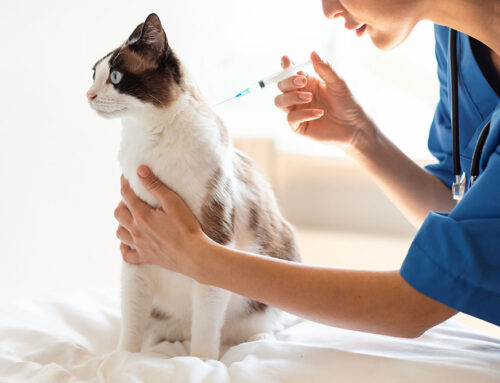 Pet Vaccinations: Essential Protection for Every Life Stage