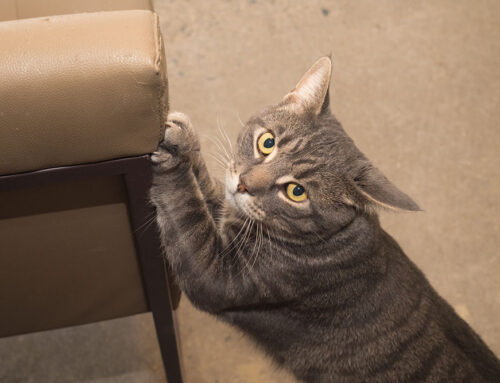 Sudden Behavioral Changes in Pets: When Should You Be Concerned?
