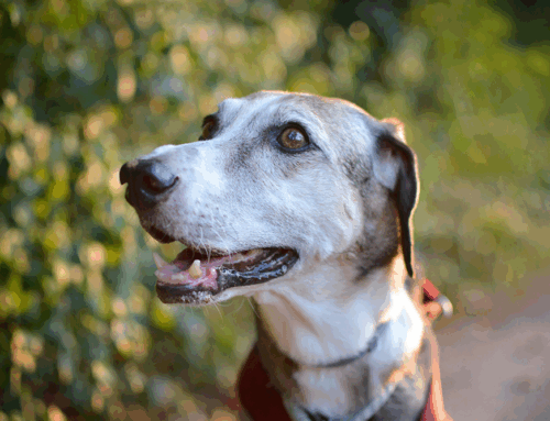 Routine Dental Care for Senior Pets: Ensuring a Healthy Smile