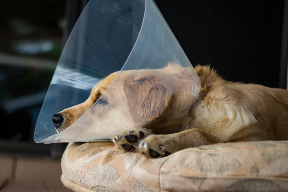 Dog resting on a bed while wearing an Elizabethan collar for post-surgical recovery