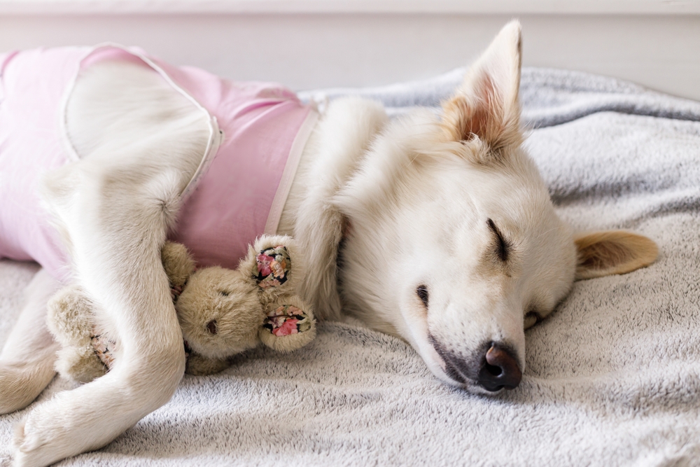 Dog resting comfortably on a blanket while wearing a recovery shirt and holding a stuffed toy