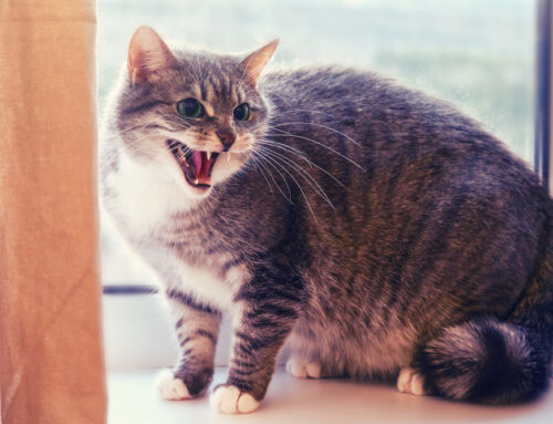 Why Is My Cat Meowing So Much? Exploring Excessive Vocalization in Cats