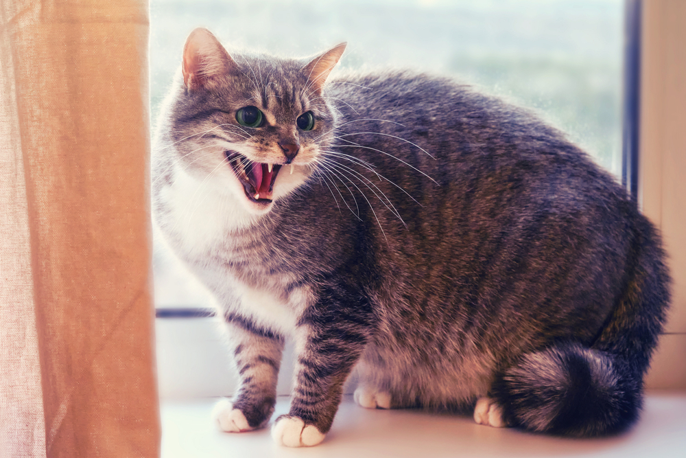 Gray tabby cat hissing with mouth open while standing by a window.