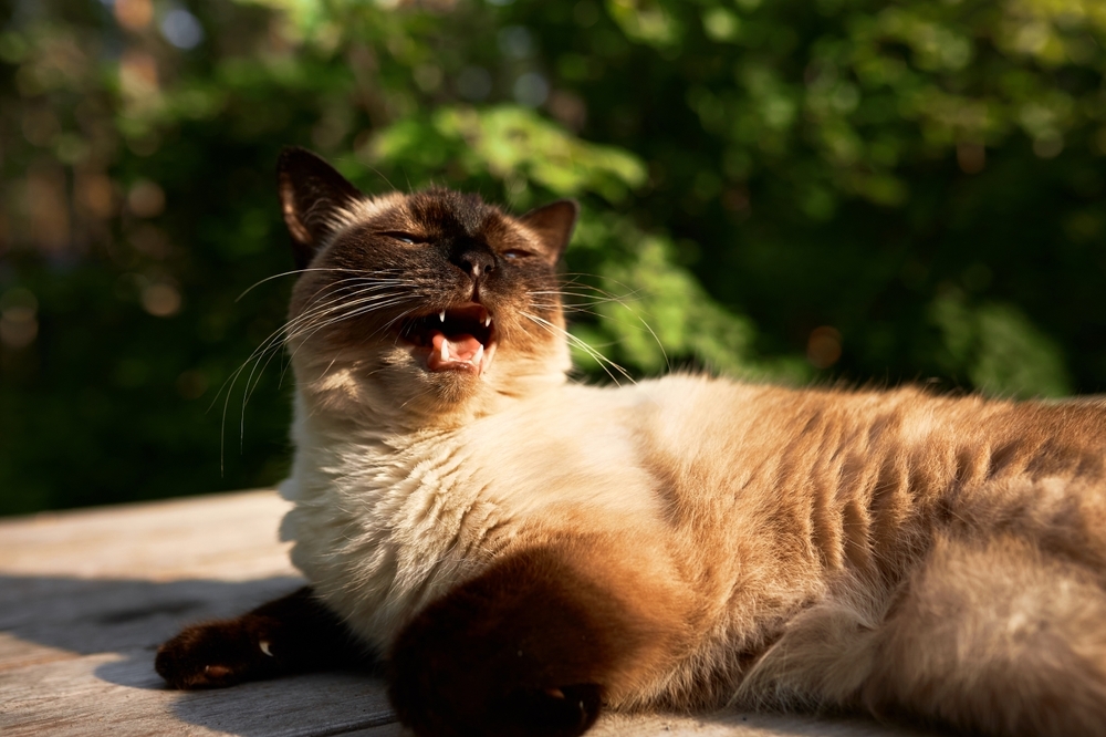 Siamese cat lying outdoors with its mouth open, hissing.
