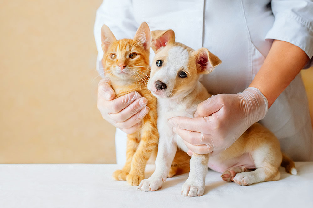A veterinarian in a white lab coat and clear medical gloves holding a small ginger kitten and a white and tan puppy on an exam table.