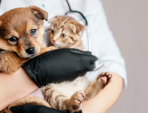 Vaccine Schedules for Puppies/Kittens