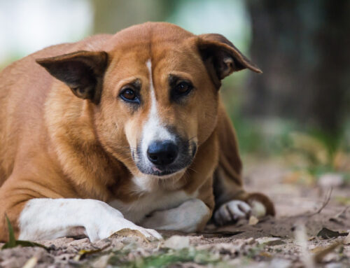 Tips to Manage Your Pet’s Weight