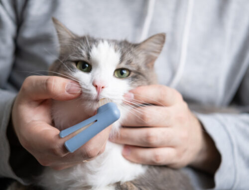 Dental Home Care That Works: Brushes, Wipes, and Gel