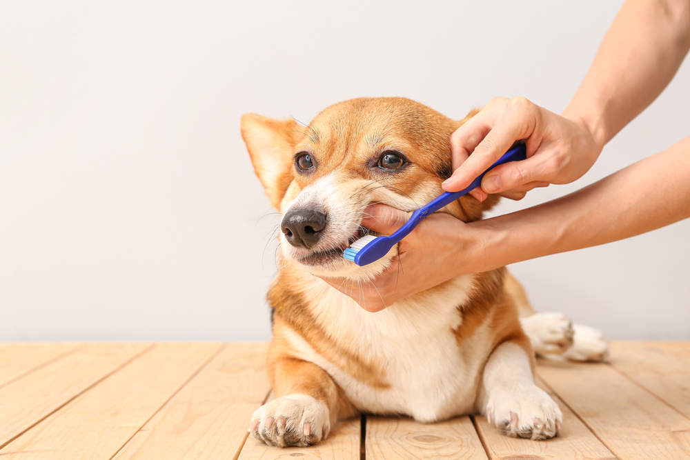 A person brushing the teeth of a Corgi dog with a blue toothbrush on a wooden floor.