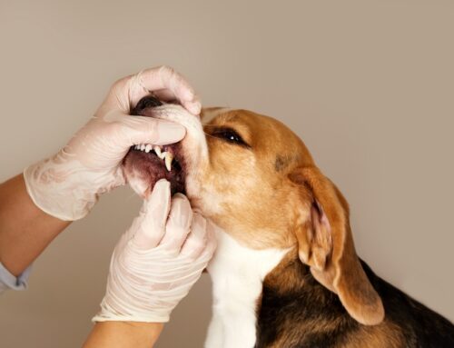 Dental Disease & the Heart: What’s Myth vs. Evidence