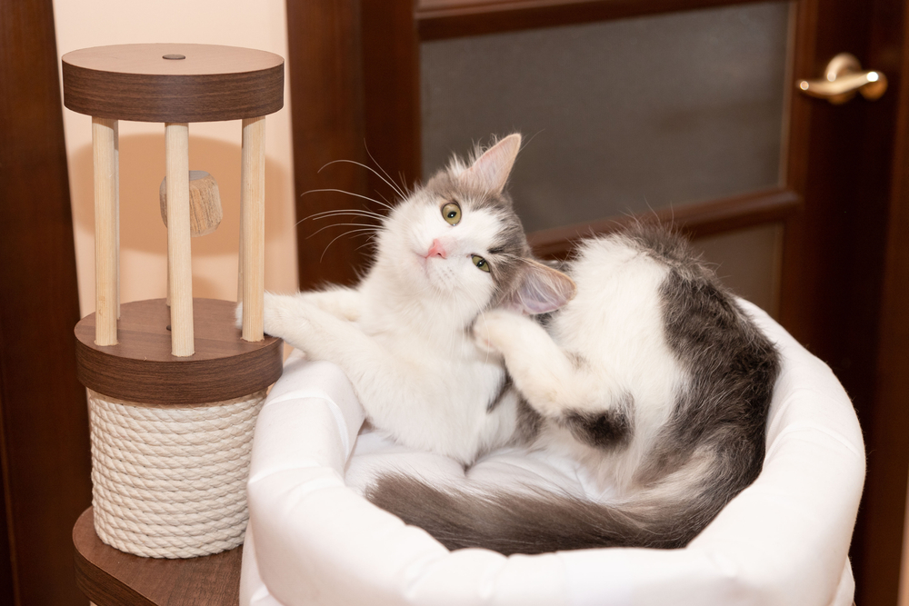 A fluffy grey and white cat sitting in a white cat tree bed while using its hind leg to scratch its ear.