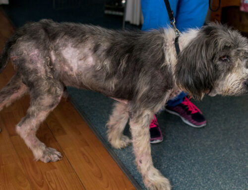 Alopecia in Dogs & Cats: Endocrine vs. Dermatologic Causes