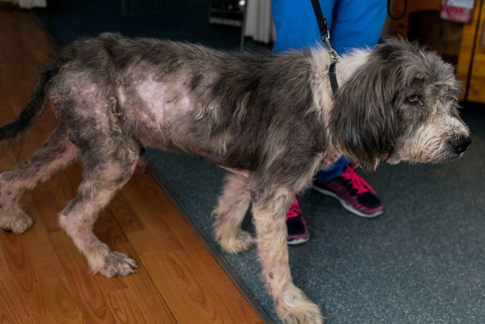A thin, shaggy dog with patchy hair loss standing on a leash indoors, likely at a veterinary clinic.