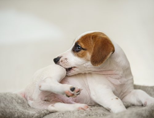 Apoquel vs. Cytopoint vs. Steroids: Choosing the Right Itch Therapy