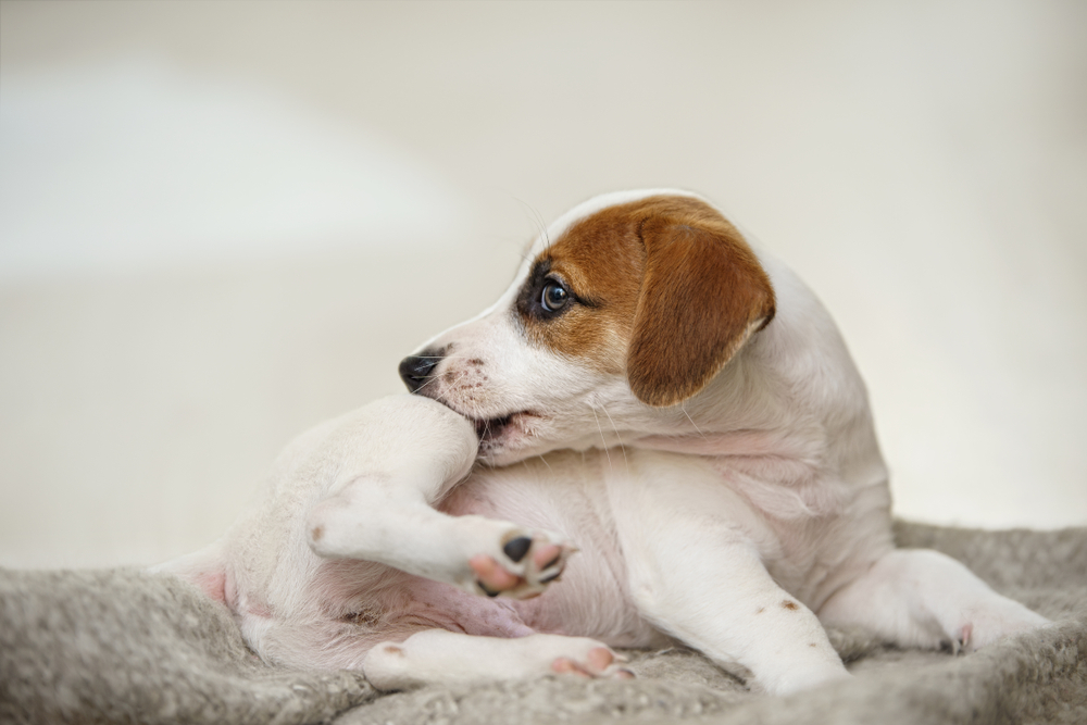 A white and brown puppy lying on a blanket while biting and scratching at its hind leg.
