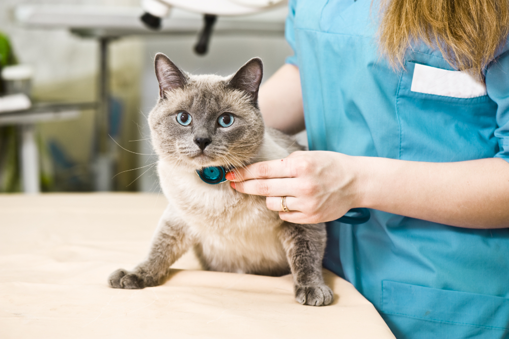 Veterinarian performing a feline health check while examining a cat during a routine wellness exam in a clinic.