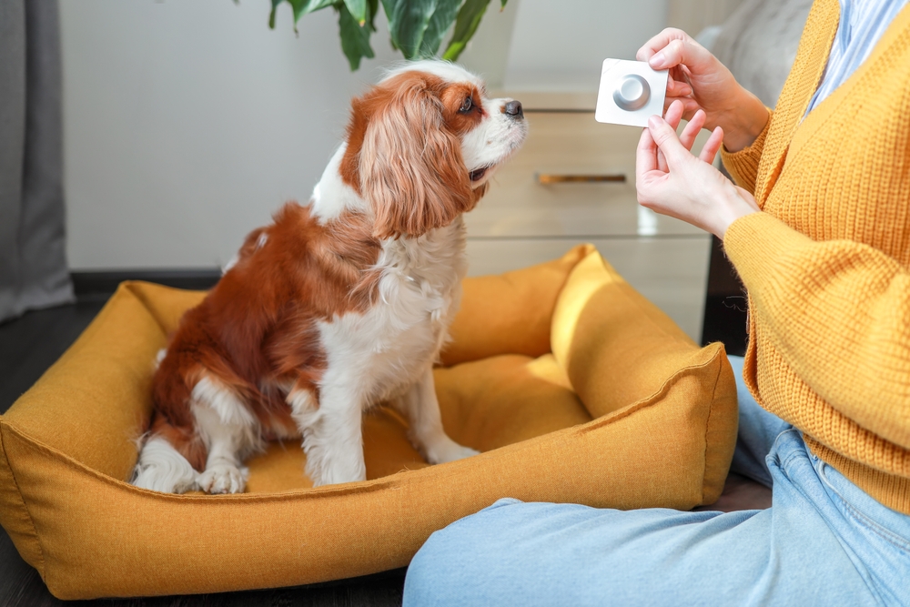 Woman giving oral medication to a dog for veterinary care.