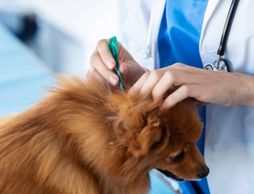 Injectable vs. Oral HW/Flea/Tick Prevention – pros/cons