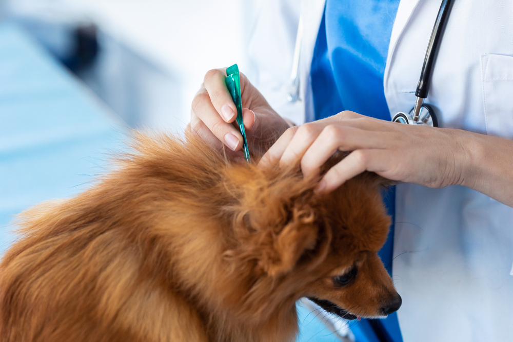 Veterinarian administering an injectable flea, tick, and heartworm prevention treatment to a dog in a clinic.