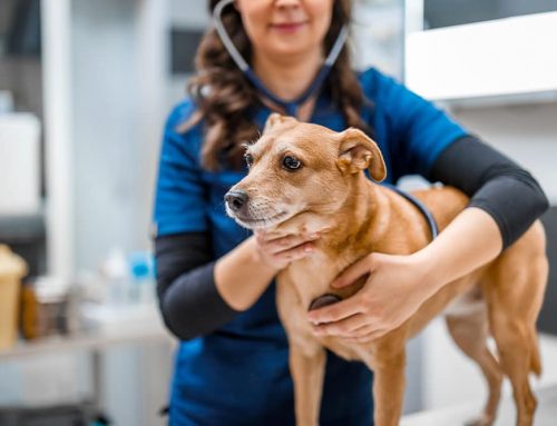 Does Your Pet’s Lump Need Testing or Is It Safe to Monitor?