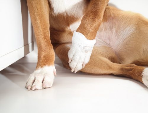 Arthritis – how to spot and manage pain Products we use – NSAIDS (carprofen/galliprant primarily), Librela/Solensia, Adequan, joint supplements, fish oils