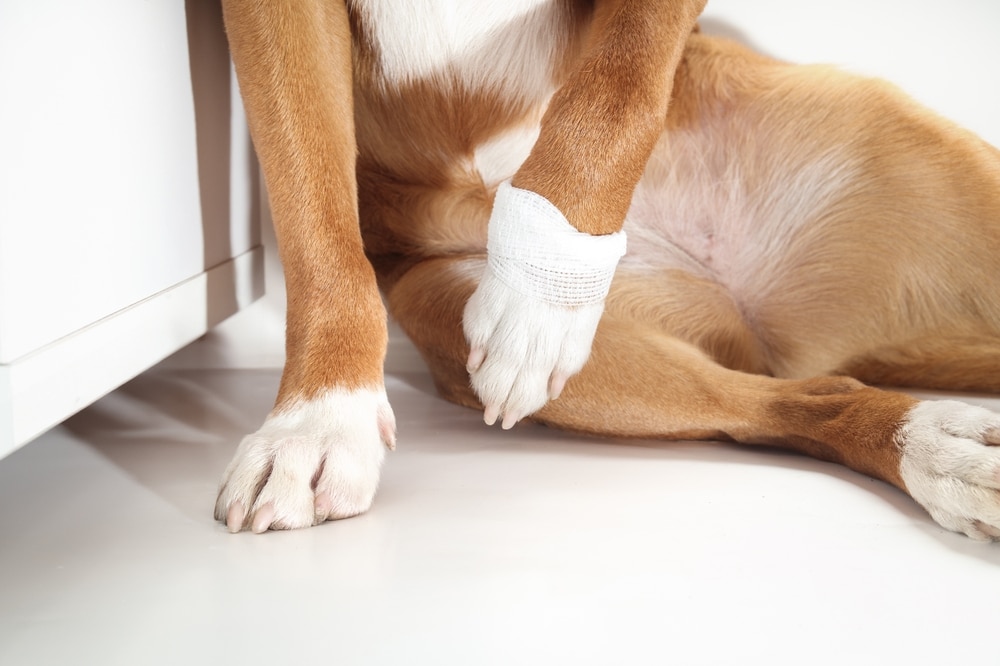 Limping dog holding up front leg showing signs of arthritis pain