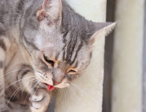 Is Your Cat’s Vomiting Actually Normal, or a Sign of Something More?
