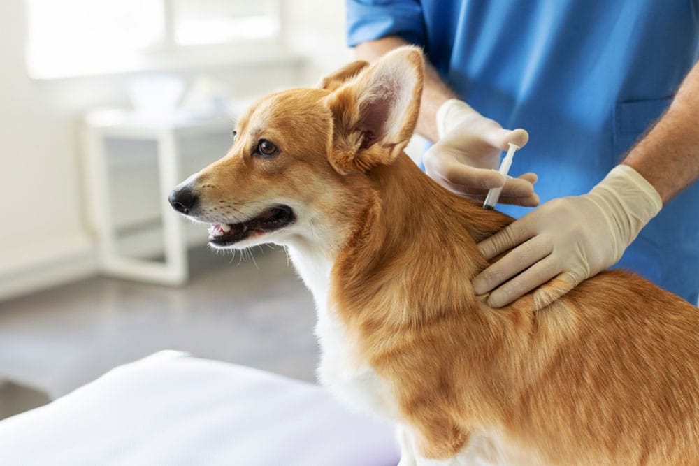 A medium close-up profile shot of a fawn Welsh Corgi sitting calmly as a veterinarian in blue scrubs and white gloves administers a vaccine injection into the scruff of its neck.