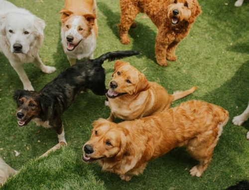 What Can Go Wrong at Dog Daycare?