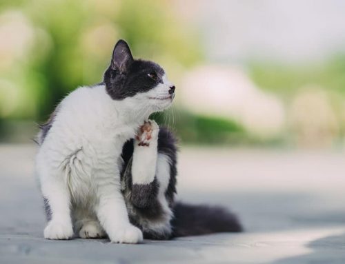 My Pet’s First Allergic Reaction: Will It Get Worse Every Year?